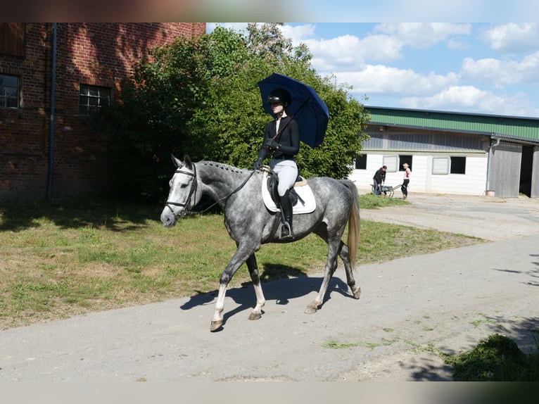 Mecklenburg Warmblood Mare 4 years 15,3 hh Gray in Ganschow