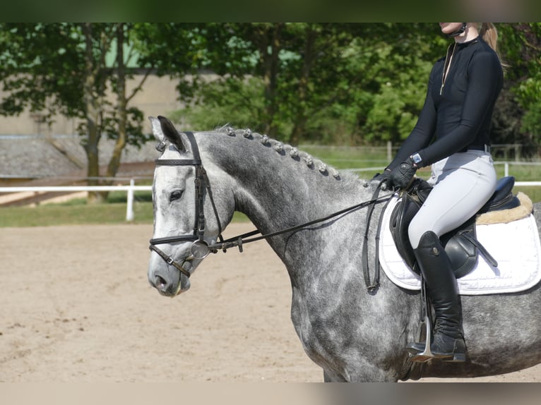 Mecklenburg Warmblood Mare 4 years 15,3 hh Gray in Ganschow