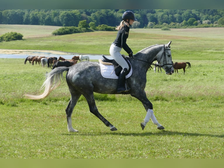 Mecklenburg Warmblood Mare 4 years 15,3 hh Gray in Ganschow