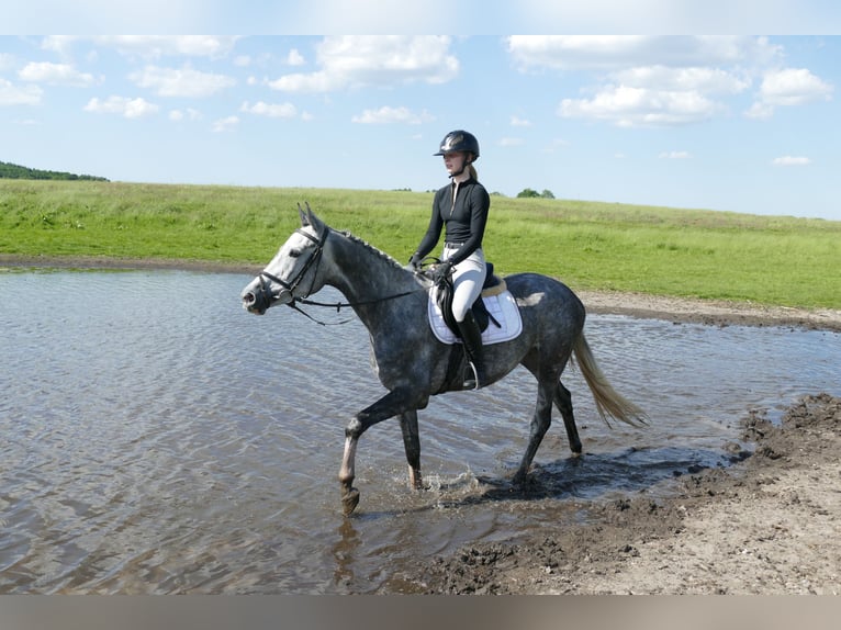Mecklenburg Warmblood Mare 4 years 15,3 hh Gray in Ganschow