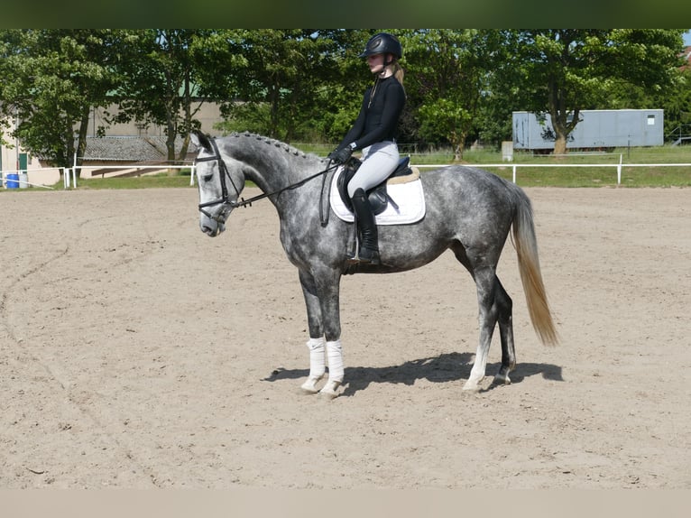 Mecklenburg Warmblood Mare 4 years 15,3 hh Gray in Ganschow