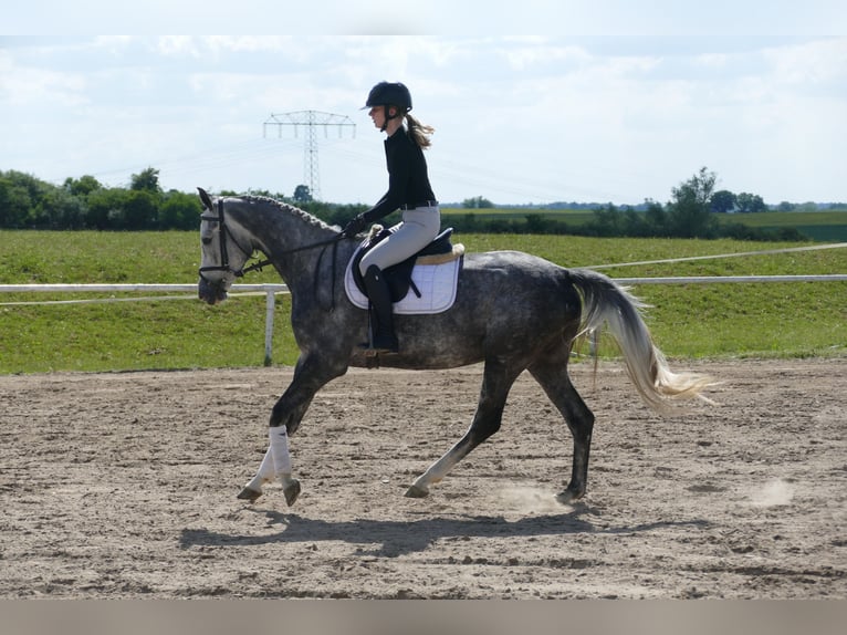 Mecklenburg Warmblood Mare 4 years 15,3 hh Gray in Ganschow
