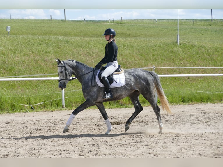 Mecklenburg Warmblood Mare 4 years 15,3 hh Gray in Ganschow