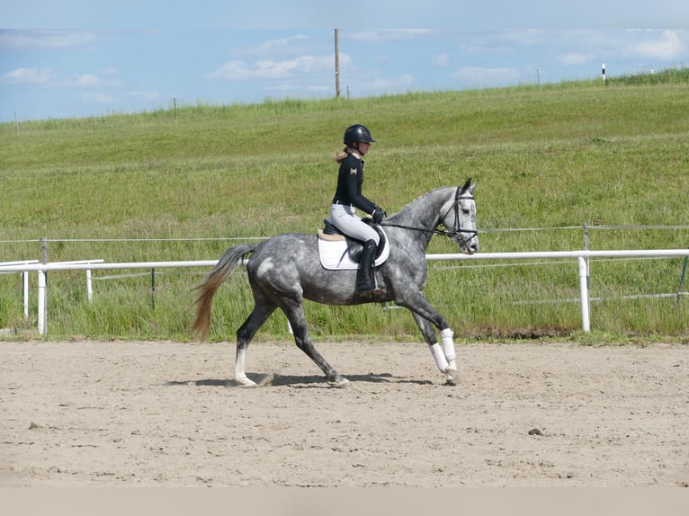 Mecklenburg Warmblood Mare 4 years 15,3 hh Gray in Ganschow