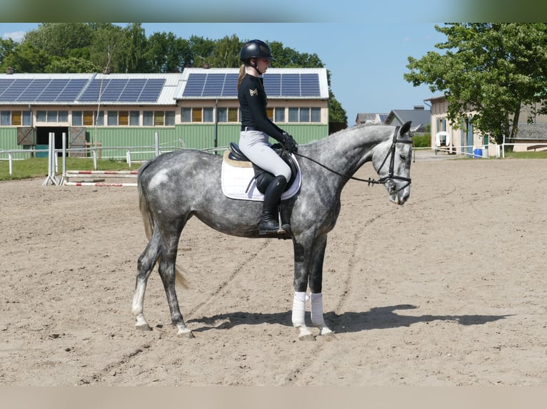 Mecklenburg Warmblood Mare 4 years 15,3 hh Gray in Ganschow