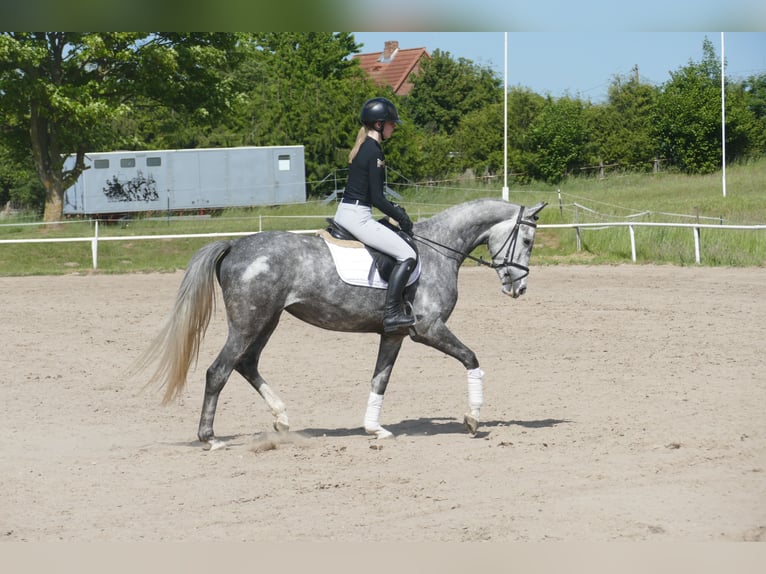 Mecklenburg Warmblood Mare 4 years 15,3 hh Gray in Ganschow