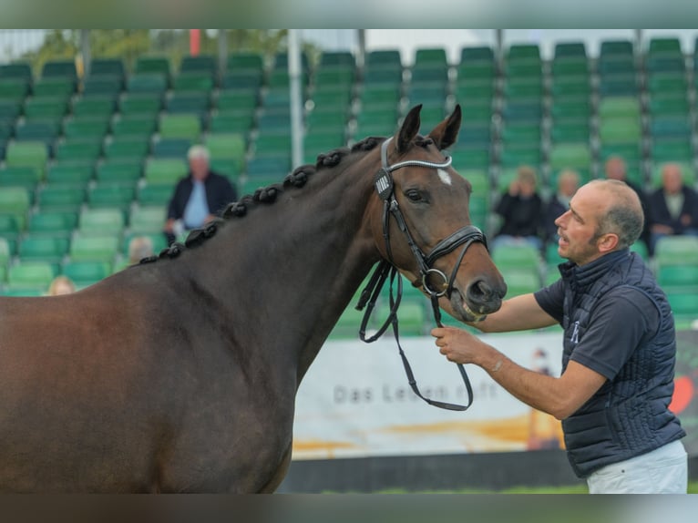 Mecklenburg Warmblood Mare 4 years 16.1 hh Bay-Dark in Bremen