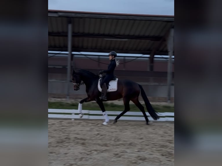 Mecklenburg Warmblood Mare 4 years 16.1 hh Bay-Dark in Bremen