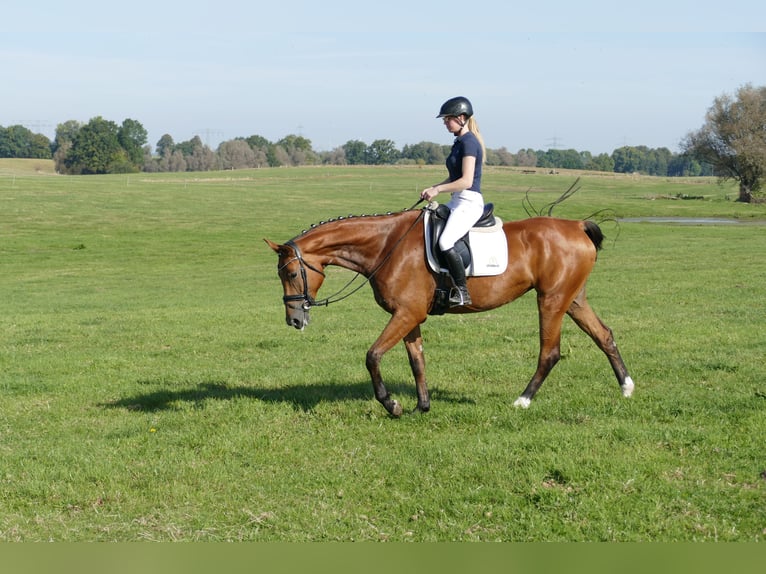 Mecklenburg Warmblood Mare 4 years 16,1 hh Brown in Ganschow