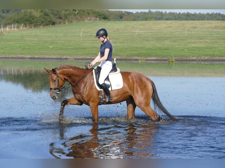 Mecklenburg Warmblood Mare 4 years 16,1 hh Brown in Ganschow