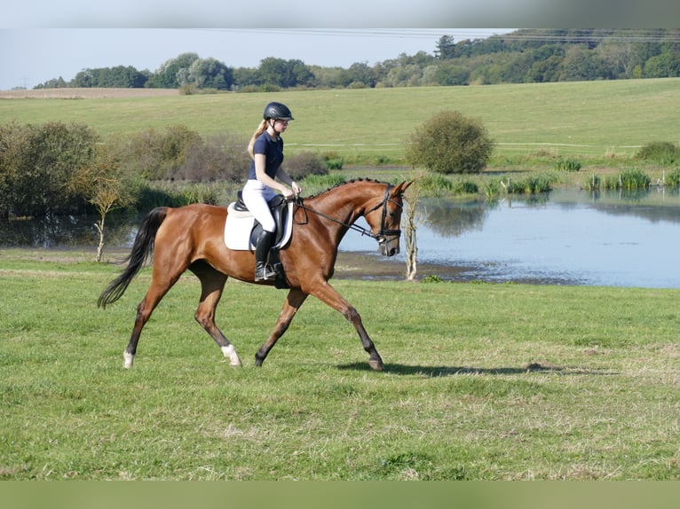 Mecklenburg Warmblood Mare 4 years 16,1 hh Brown in Ganschow