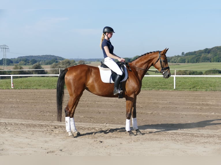 Mecklenburg Warmblood Mare 4 years 16,1 hh Brown in Ganschow