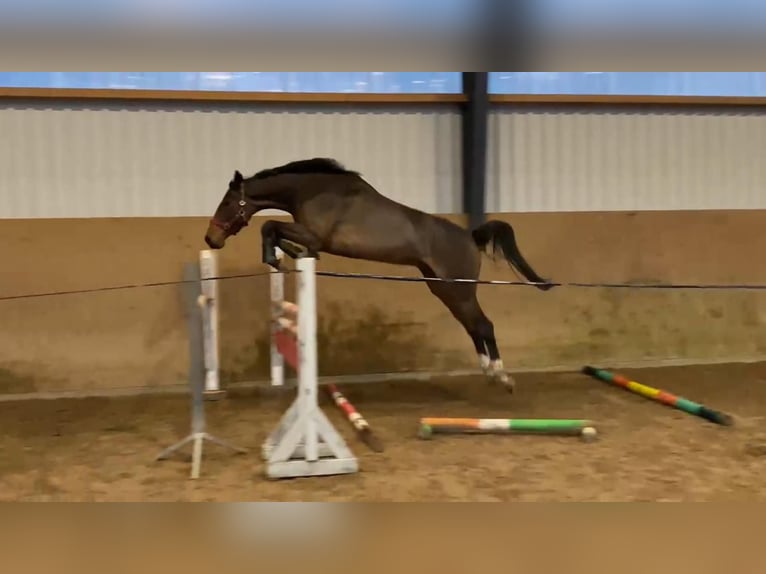 Mecklenburg Warmblood Mare 4 years 16,1 hh Brown in Gadow