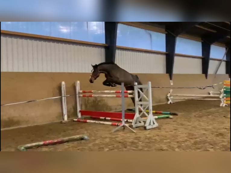 Mecklenburg Warmblood Mare 4 years 16,1 hh Brown in Gadow