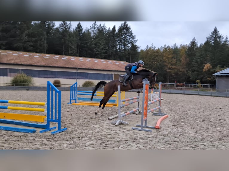 Mecklenburg Warmblood Mare 4 years 16,1 hh Brown in Gadow