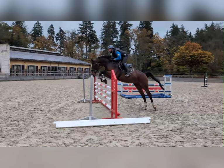 Mecklenburg Warmblood Mare 4 years 16,1 hh Brown in Gadow