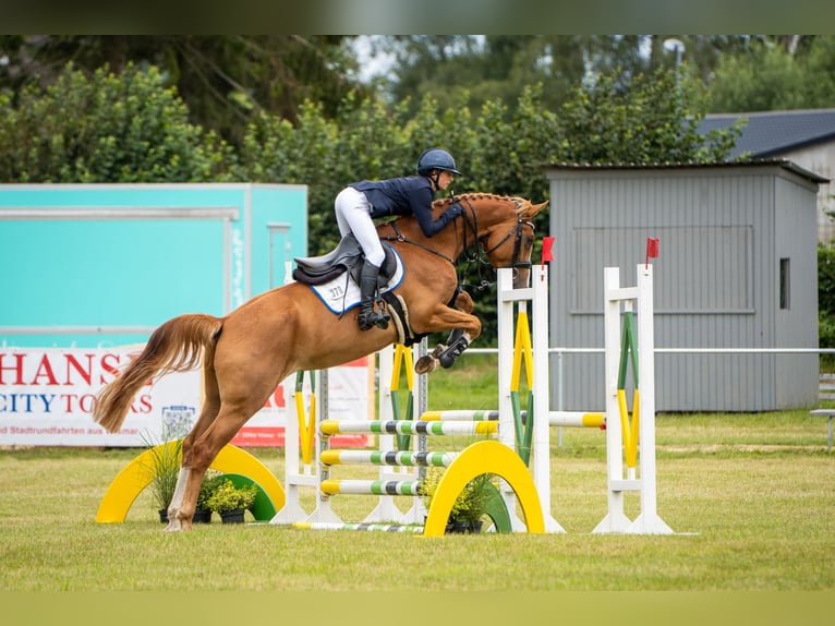 Mecklenburg Warmblood Mare 4 years 16.1 hh Chestnut-Red in Insel Poel