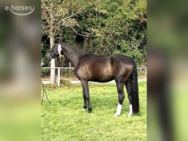 Mecklenburg Warmblood Mare 4 years 16.1 hh Smoky-Black in Groß Kreutz