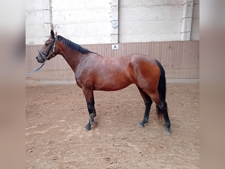 Mecklenburg Warmblood Mare 4 years 16 hh Brown in Lüttow-Valluhn