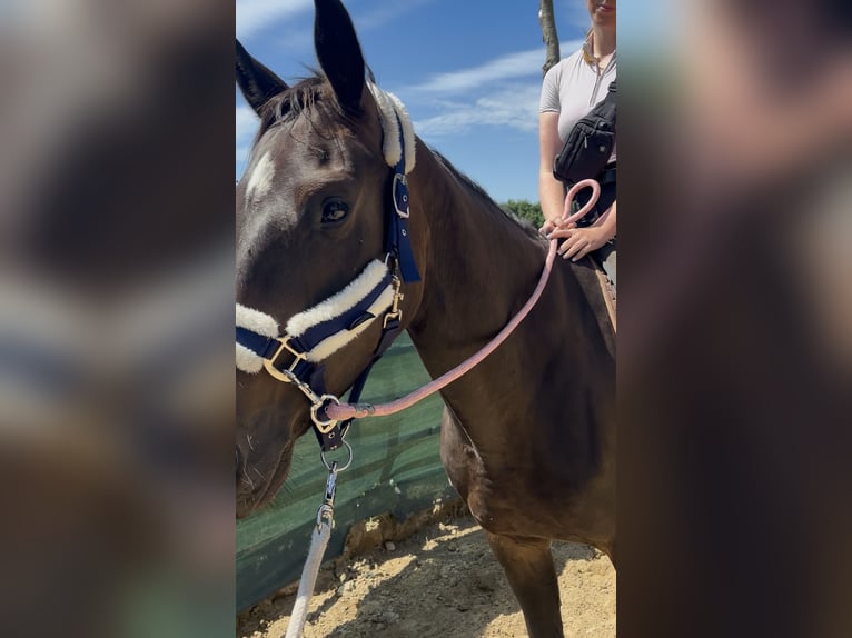 Mecklenburg Warmblood Mare 4 years 16 hh Brown in Kirch Jesar