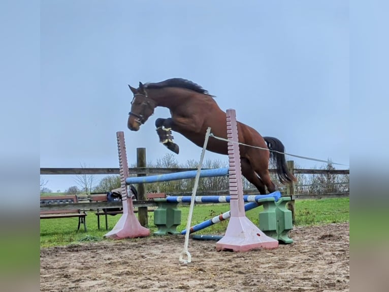 Mecklenburg Warmblood Mare 4 years 16 hh Brown in Dalberg