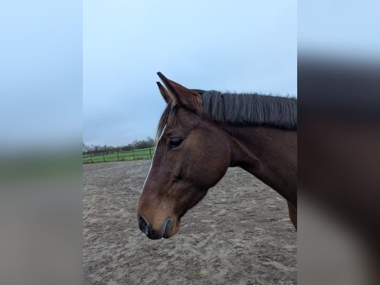 Mecklenburg Warmblood Mare 4 years 16 hh Brown in Dalberg