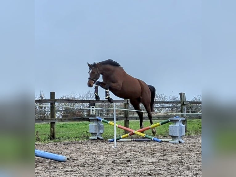 Mecklenburg Warmblood Mare 4 years 16 hh Brown in Dalberg