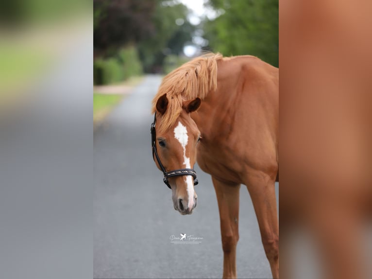Mecklenburg Warmblood Mare 4 years 16 hh Chestnut-Red in Neuenkirchen-V&#xF6;rden