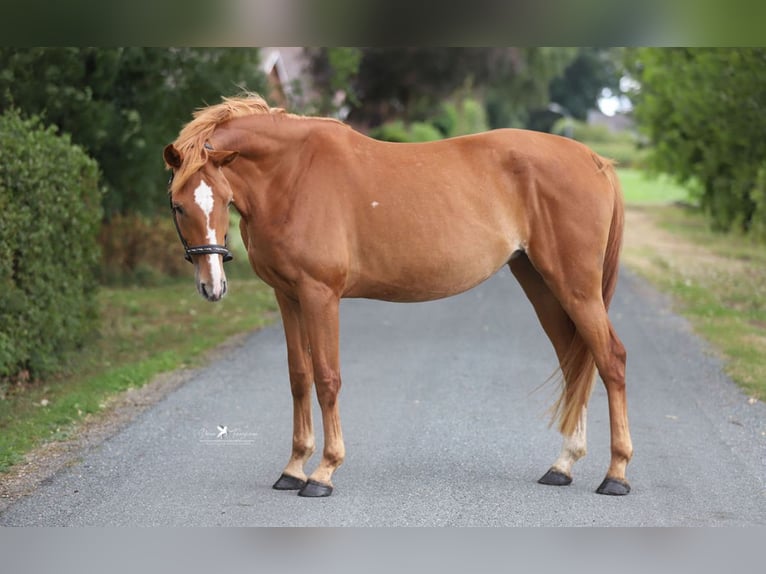 Mecklenburg Warmblood Mare 4 years 16 hh Chestnut-Red in Neuenkirchen-V&#xF6;rden