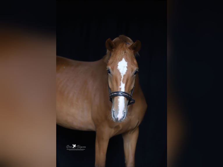 Mecklenburg Warmblood Mare 4 years 16 hh Chestnut-Red in Neuenkirchen-V&#xF6;rden