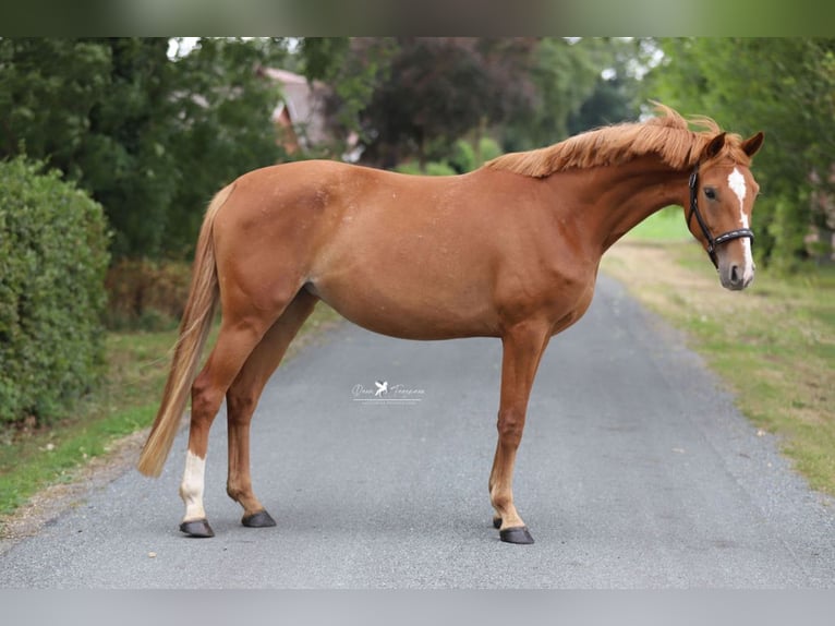 Mecklenburg Warmblood Mare 4 years 16 hh Chestnut-Red in Neuenkirchen-V&#xF6;rden