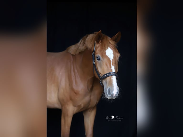 Mecklenburg Warmblood Mare 4 years 16 hh Chestnut-Red in Neuenkirchen-V&#xF6;rden