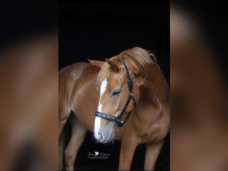 Mecklenburg Warmblood Mare 4 years 16 hh Chestnut-Red in Neuenkirchen-V&#xF6;rden