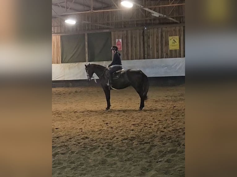 Mecklenburg Warmblood Mare 4 years 16 hh Gray in Sternberg