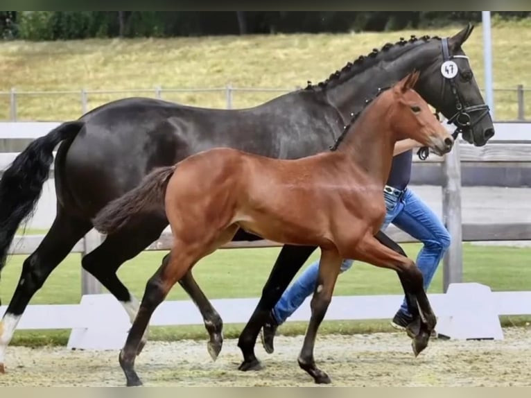 Mecklenburg Warmblood Mare 4 years 16,1 hh Bay-Dark in Sassen-Trantow