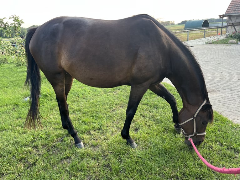 Mecklenburg Warmblood Mare 4 years 16,1 hh Bay-Dark in S&#xFC;dm&#xFC;ritz