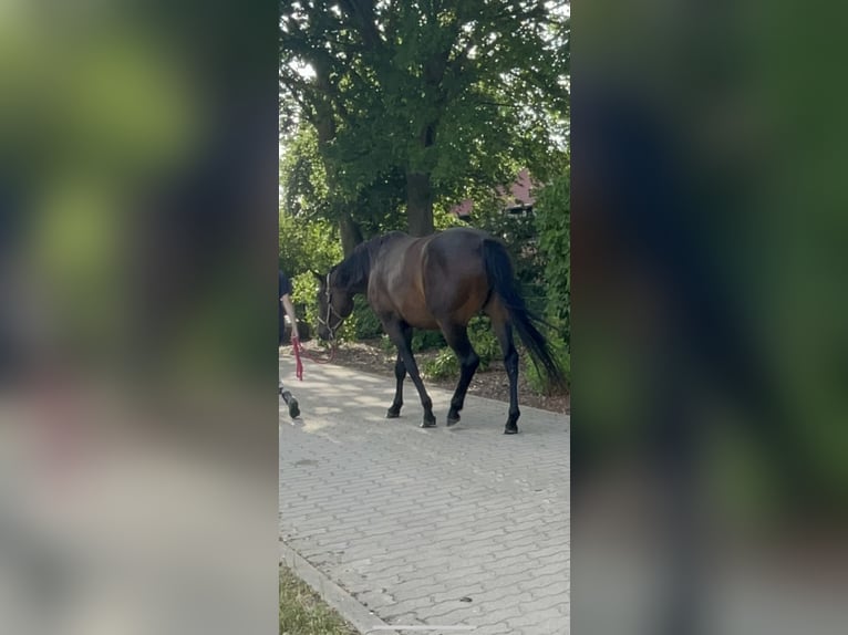 Mecklenburg Warmblood Mare 4 years 16,1 hh Bay-Dark in S&#xFC;dm&#xFC;ritz