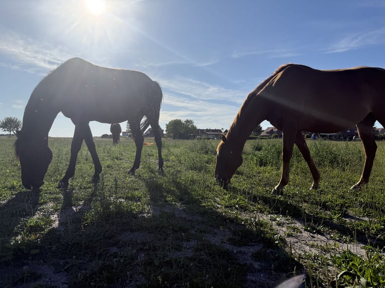 Mecklenburg Warmblood Mare 4 years 16,1 hh Bay-Dark in S&#xFC;dm&#xFC;ritz