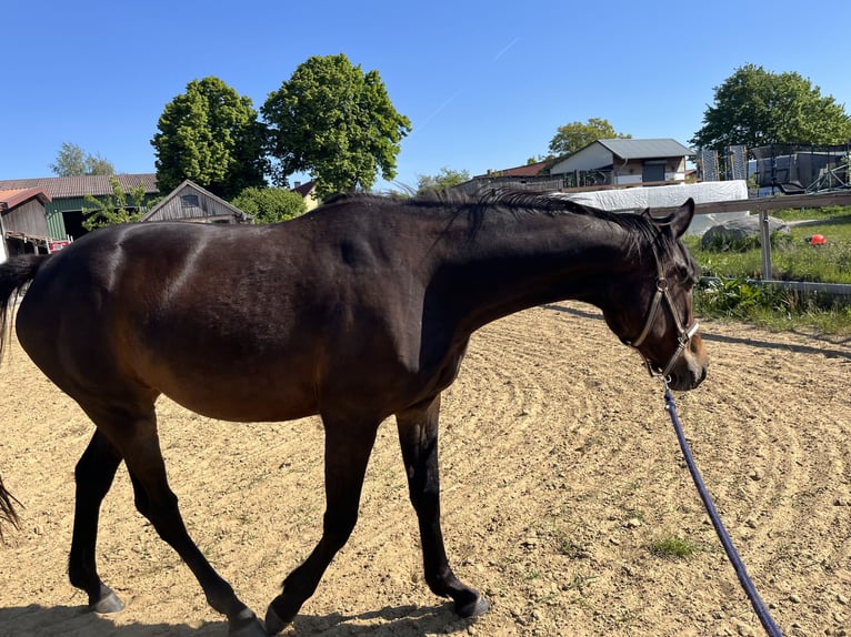 Mecklenburg Warmblood Mare 4 years 16,1 hh Bay-Dark in S&#xFC;dm&#xFC;ritz