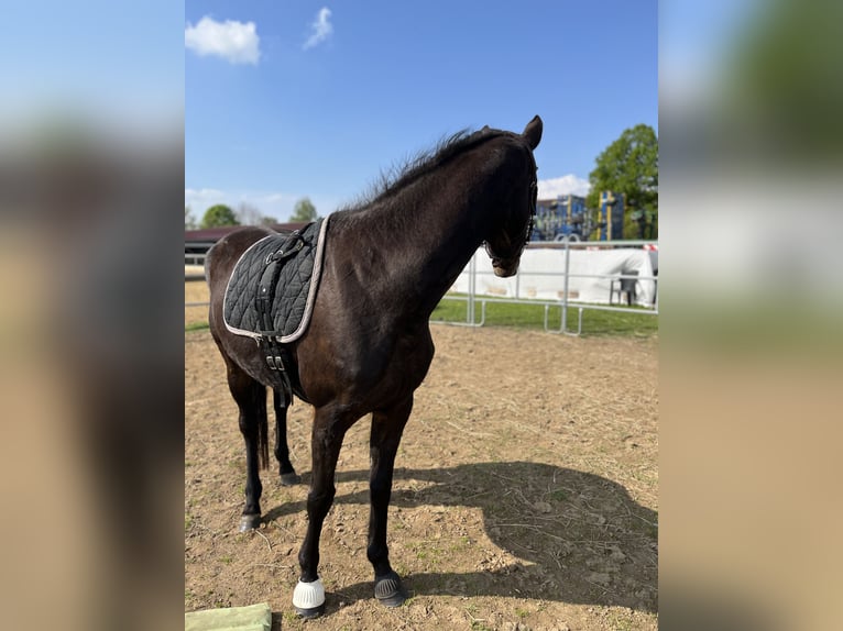 Mecklenburg Warmblood Mare 4 years 16,1 hh Bay-Dark in S&#xFC;dm&#xFC;ritz