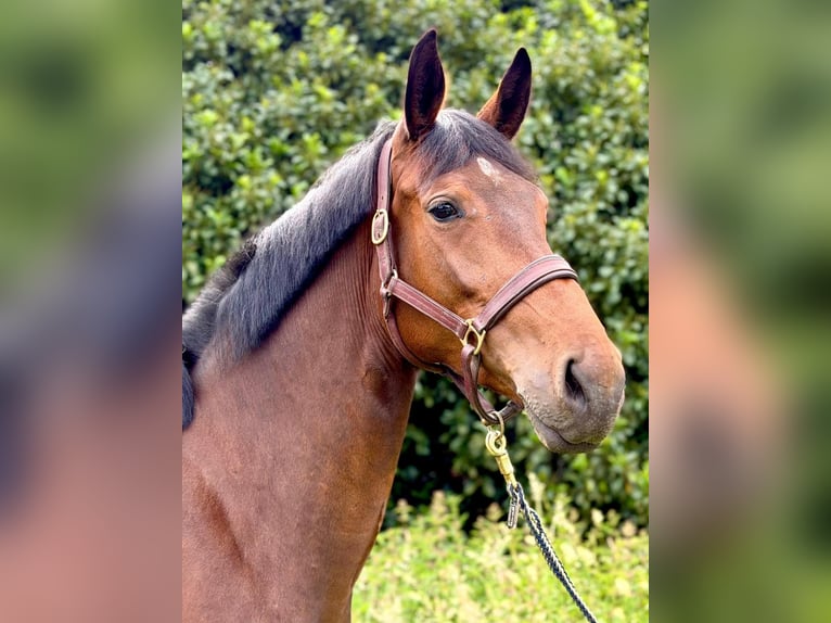 Mecklenburg Warmblood Mare 4 years 17 hh Brown in Ratingen