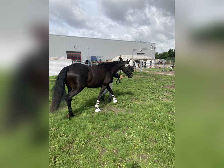 Mecklenburg Warmblood Mare 5 years 15,3 hh Bay-Dark in RubkowMurchin