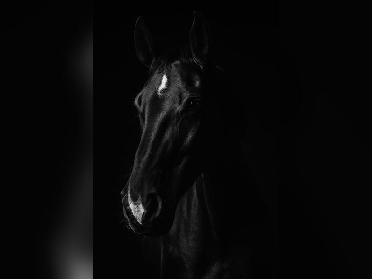 Mecklenburg Warmblood Mare 5 years 16.2 hh Black in Malente