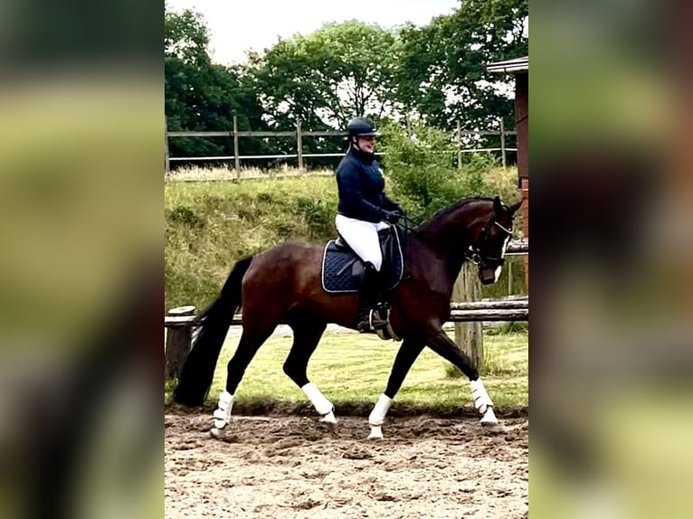 Mecklenburg Warmblood Mare 5 years 16,3 hh Bay-Dark in Stade