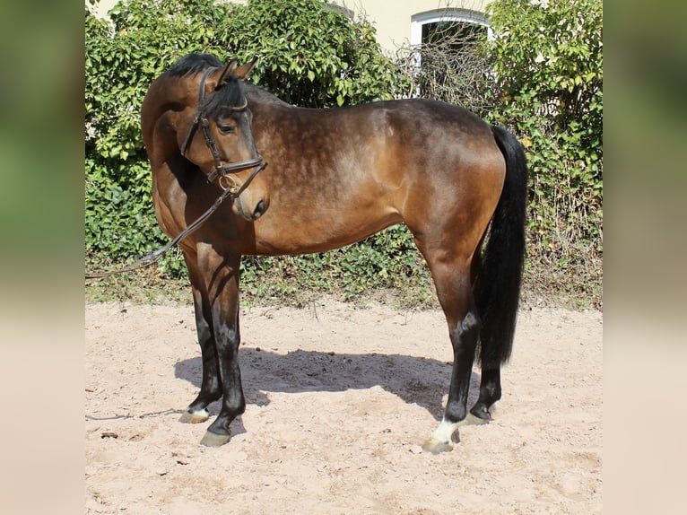 Mecklenburg Warmblood Mare 5 years 16 hh Brown in Sonnefeld