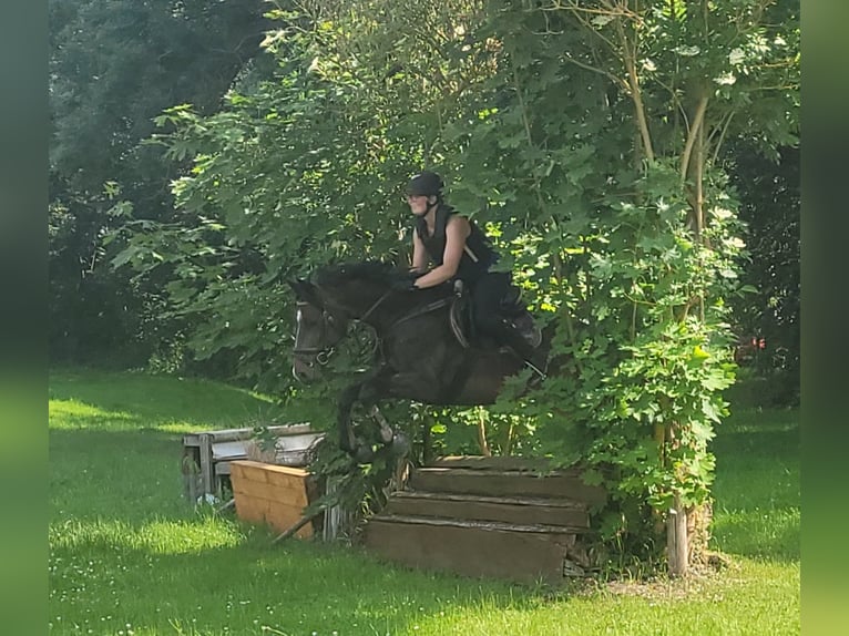 Mecklenburg Warmblood Mare 5 years 16 hh Smoky-Black in Wanzleben