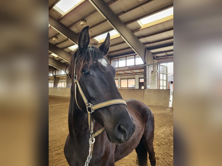 Mecklenburg Warmblood Mare 5 years 16,1 hh Black in Rostock