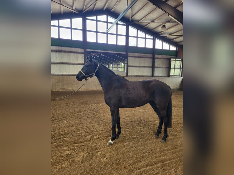 Mecklenburg Warmblood Mare 5 years 16,1 hh Black in Rostock