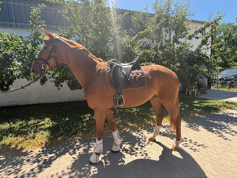 Mecklenburg Warmblood Mare 5 years 16,1 hh Chestnut-Red in Walldorf
