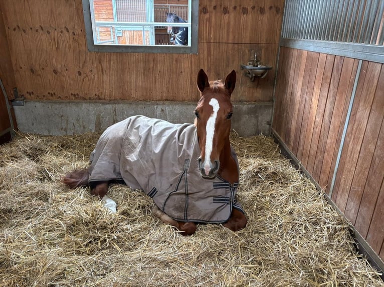 Mecklenburg Warmblood Mare 5 years 16,1 hh Chestnut-Red in Walldorf